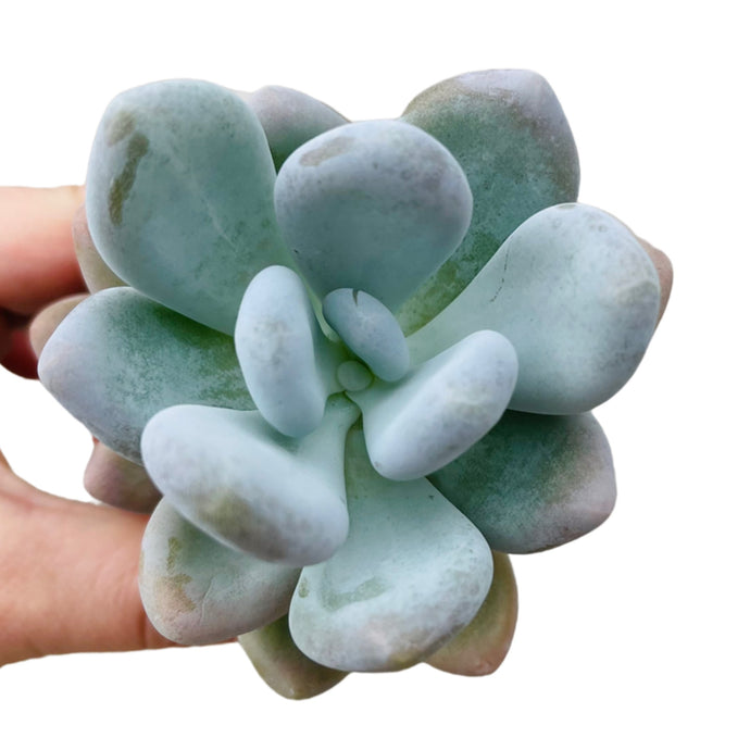 Pachyphytum oviferum Glutinocaule