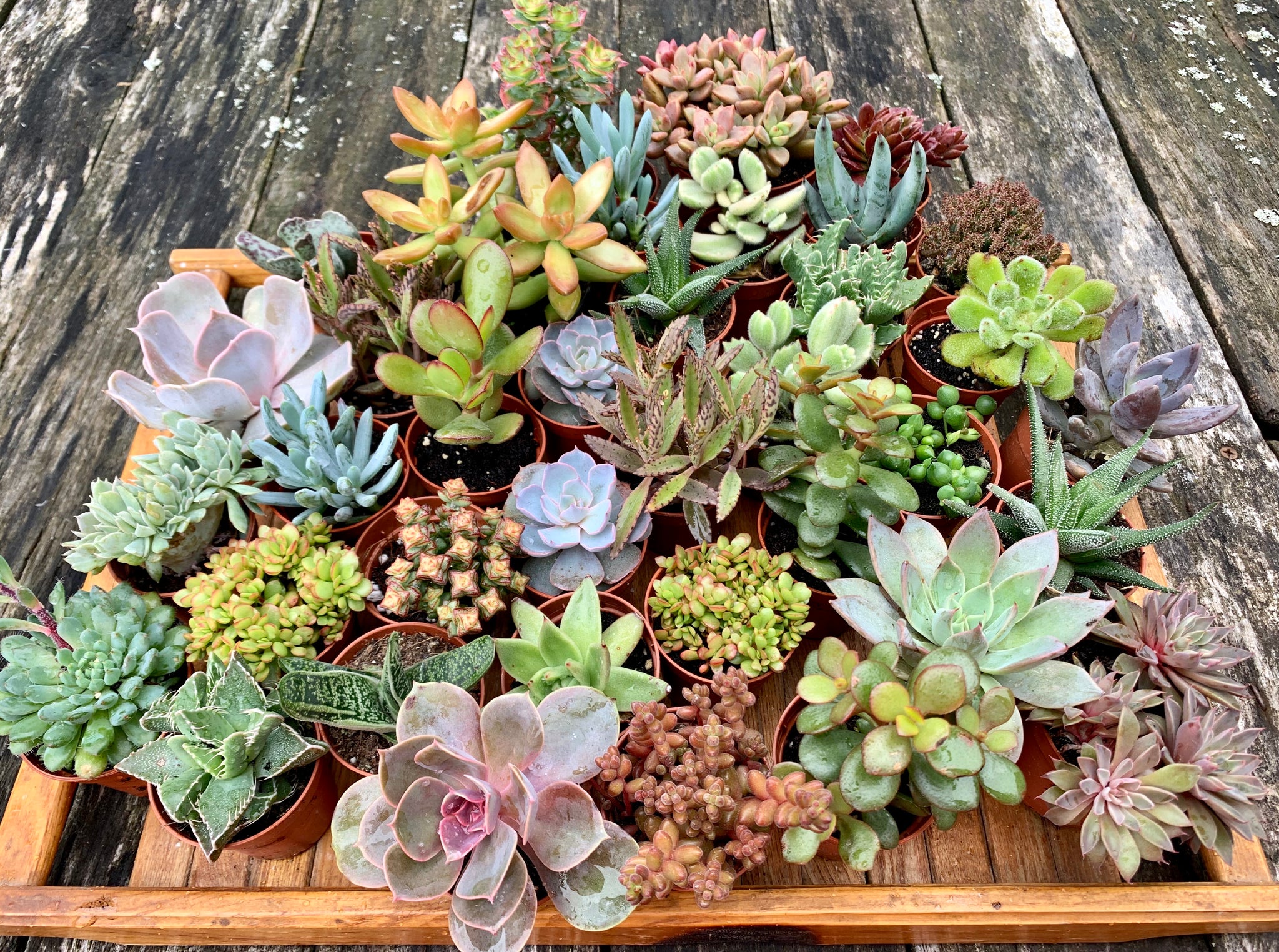 succulent translate Succulent Set of 20 – Gipsygarden