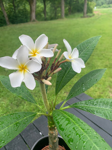 Plumeria rubra Hawaiian Pearl