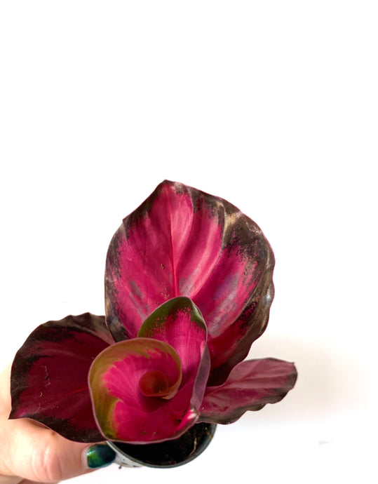 Calathea Rosea picta Rosey