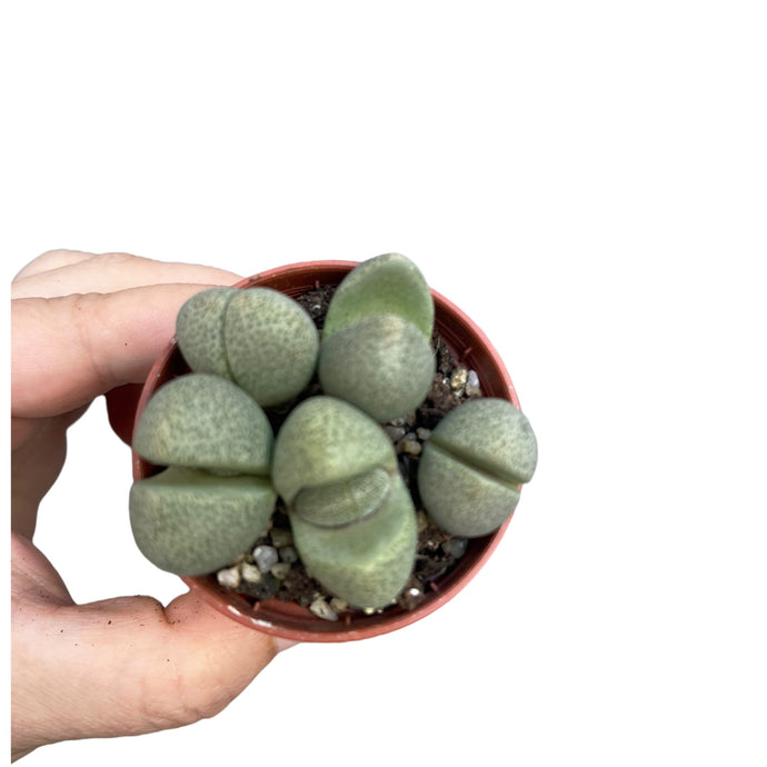 Pleiospilos nellii