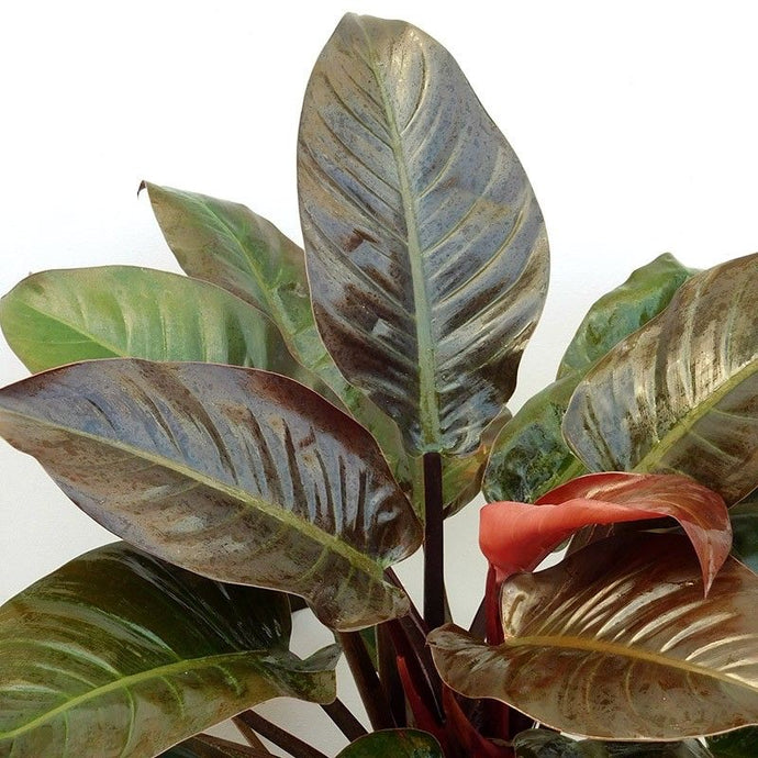 Philodendron Imperial Red