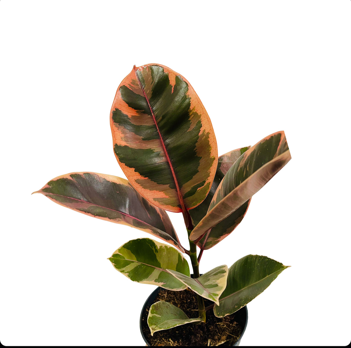 Ficus Belize – Gipsygarden