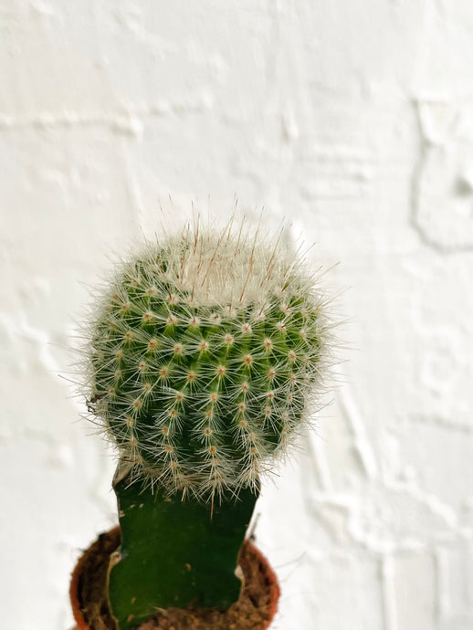 Grafted cactus