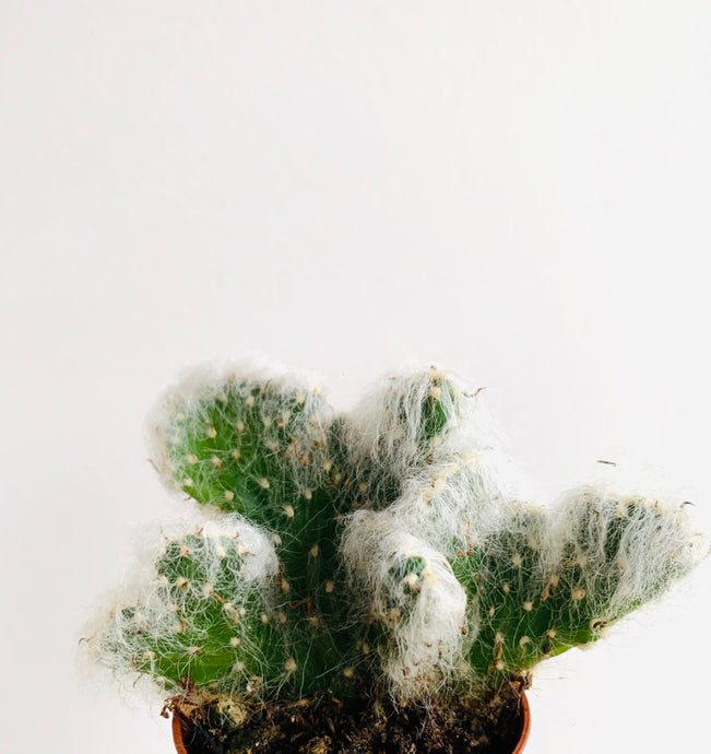 Opunthia Vestis cristata