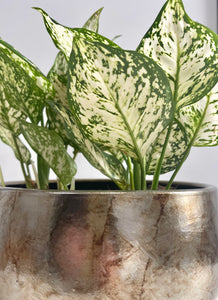 Aglaonema white star