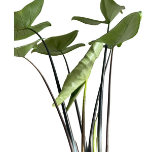 Alocasia Zebrina black stem