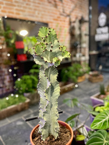 Euphorbia Ingens Erytrea  variagata Marmorata