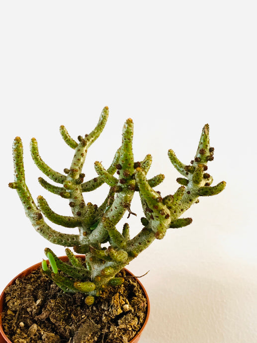 Tylecodon bucholzianus