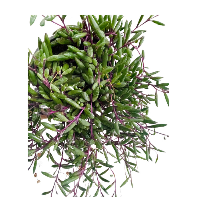 Senecio Royal flush or Othona Capiensis