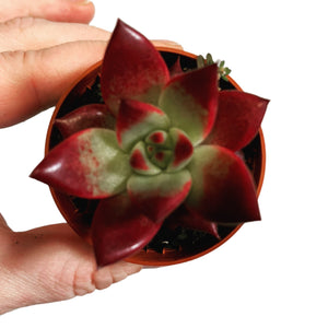 Echeveria agavoides sanguinea