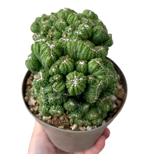 Cereus peruvianus monstrosa coral