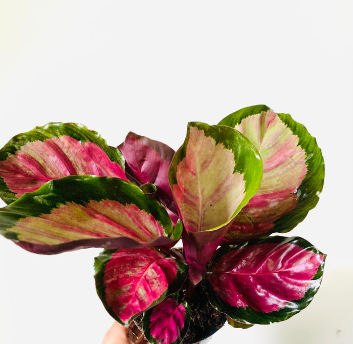 Calathea Rosea “Princesse Jesie”