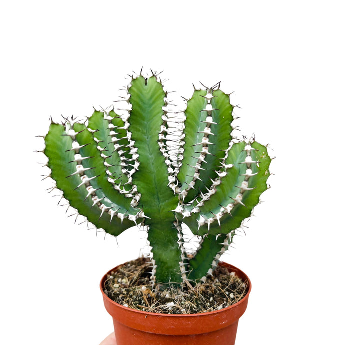 Euphorbia Polyacantha