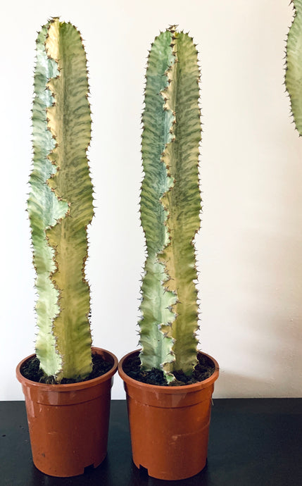 Euphorbia Ingens Variegata Marmorata