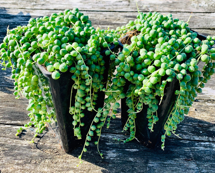 Senecio Rowleyanus Karolinė žilė