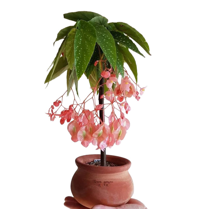 Begonia Tamaya Coral begonia