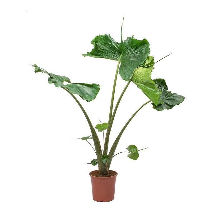 Alocasia Stringray