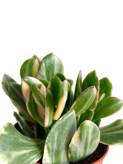 Crassula ovata variagata Obliqua