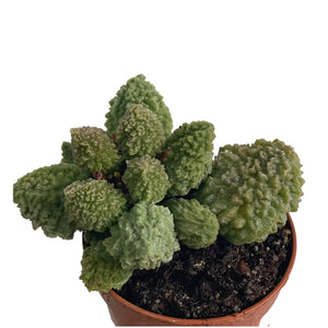 Adromischus marinae herrei green