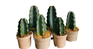 Cereus Jamacaru Cudly Cactus