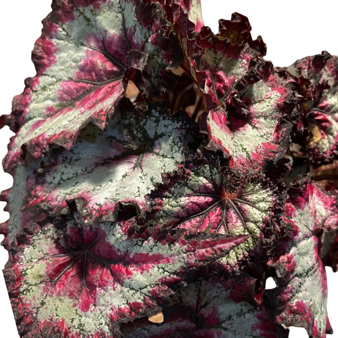 Begonia leaf Odiss