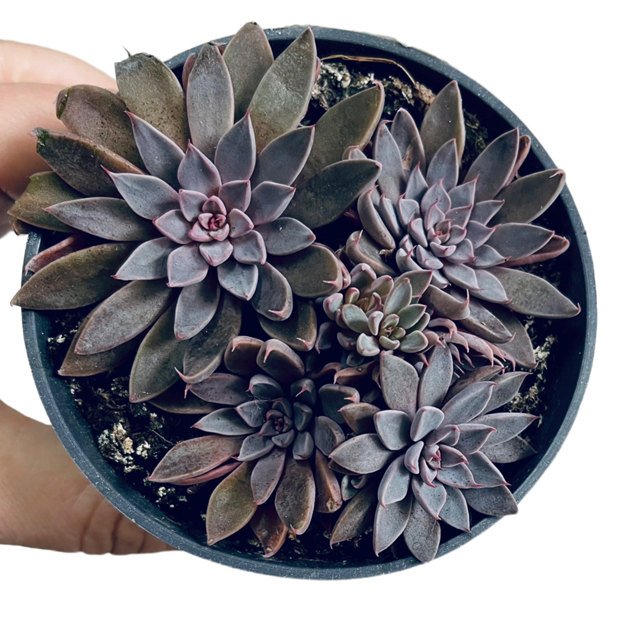 rusbyi succulent Echeveria rusbyi – Gipsygarden