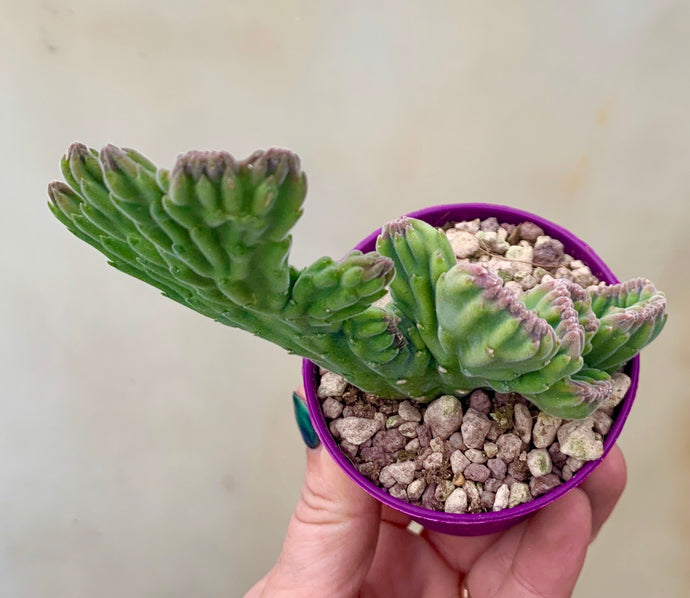 Stapelia gigantea cristata