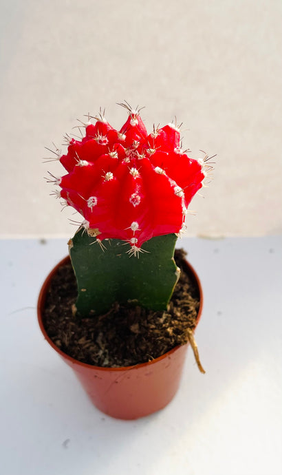 Gymnocalycium Red Moon Cactus