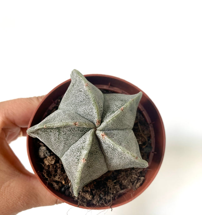 Astrophytum myriostigma 6,5 cm skersmens vazone