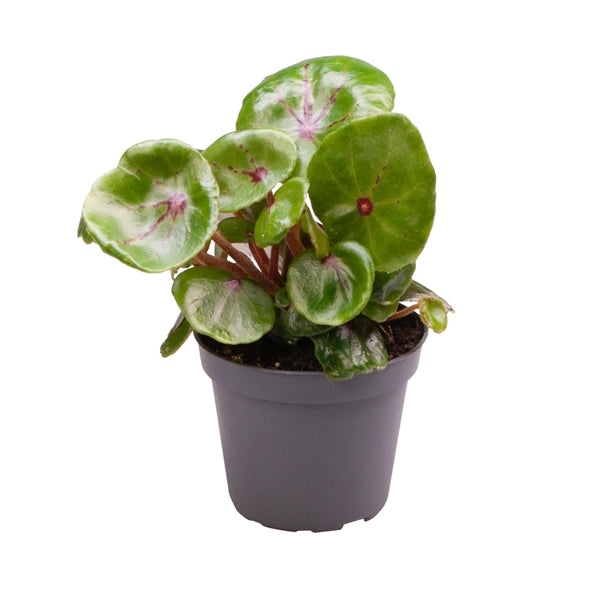 Begonia leaf Red Ruby