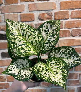 Aglaonema white star