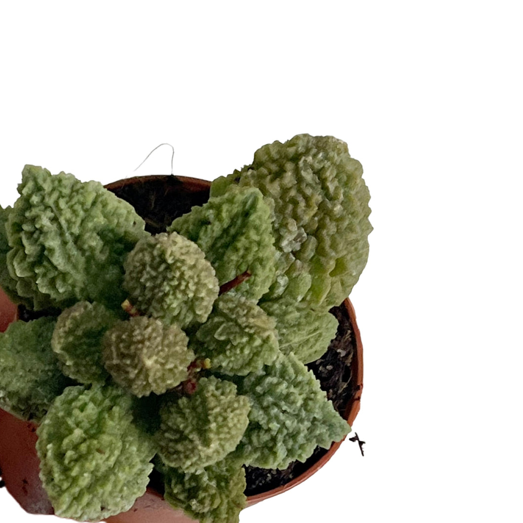 Adromischus marinae herrei green