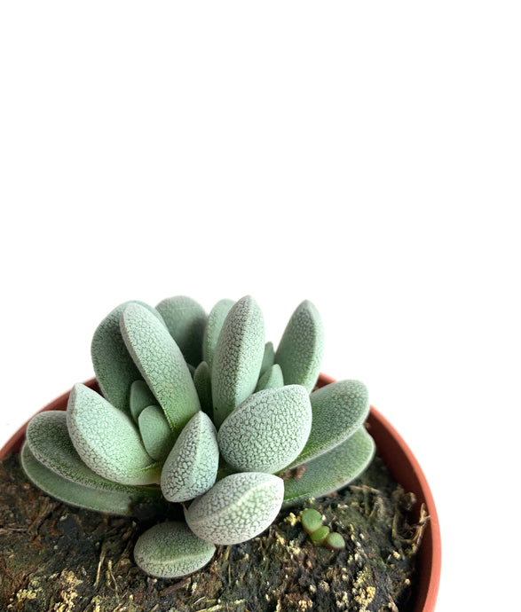 Crassula Tecta