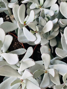 Cotyledon silver pearl