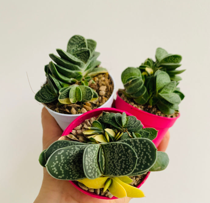 Gasteria verucosa variagata