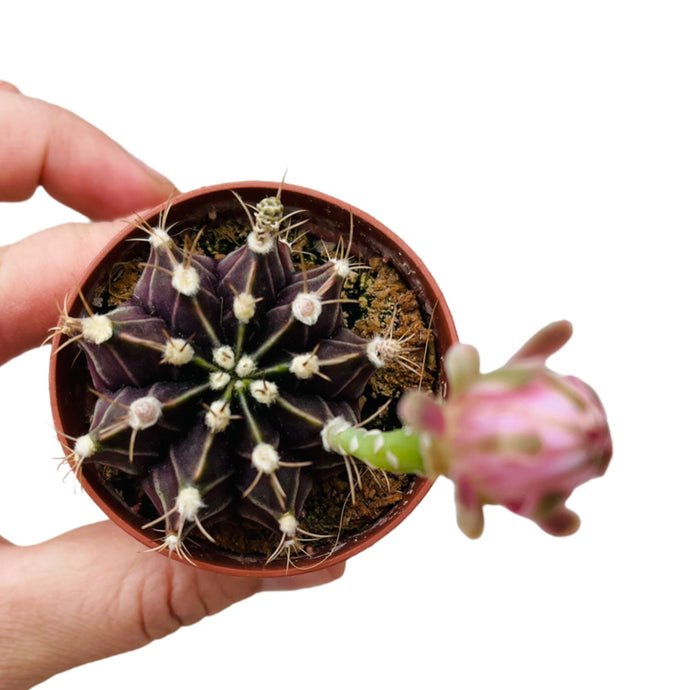 Gymnocalycium mihanovicii