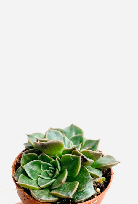 Graptopetalum bellum