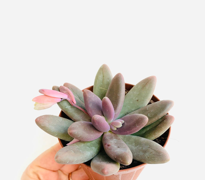 Pachyphytum diamond