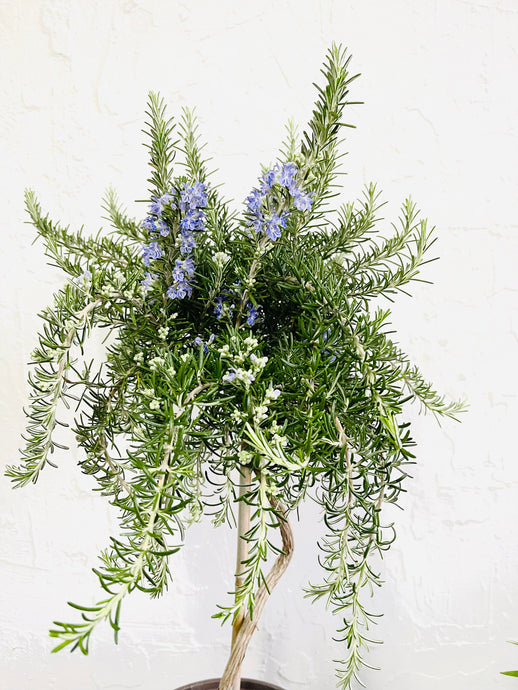 Rosmarinus officinalis prostratus