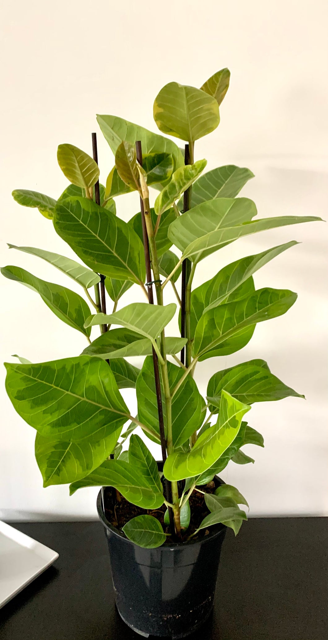 Ficus Altissima Fikusas