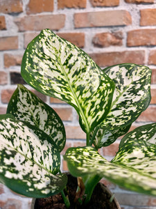 Aglaonema white star