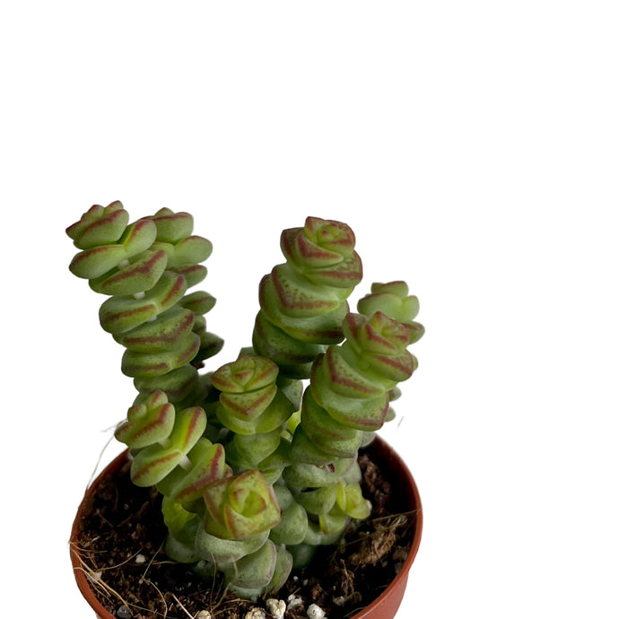 Crassula marineriana