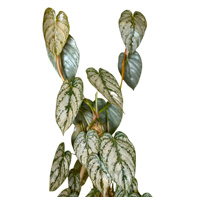 Philodendron Brandtianum