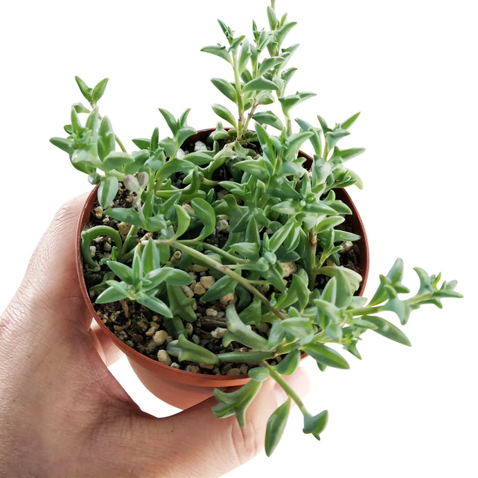 Senecio peregrinus String of dolphins