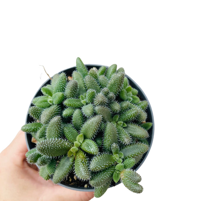 Delosperma Echinatum