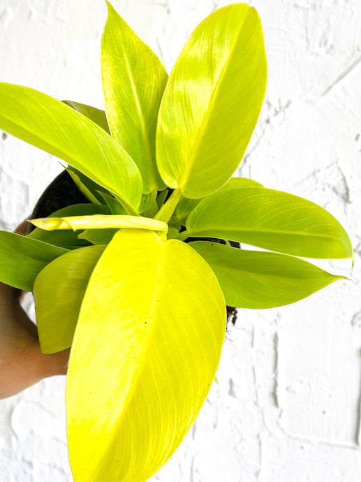 Philodendron Moonlight