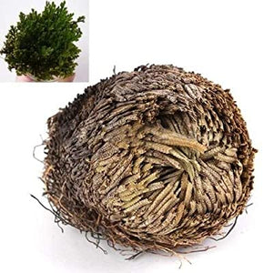 Rose of Jericho Selaginella lepidophyla