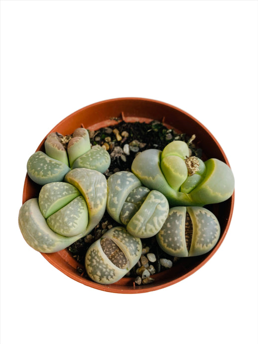 Lithops Gyvieji akmenys