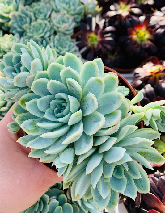 Echeveria Zoomerstral
